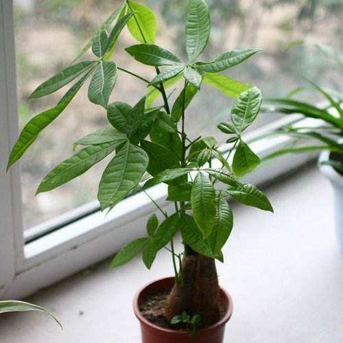 家里招财的盆栽有哪些,家里摆什么盆栽招财最好