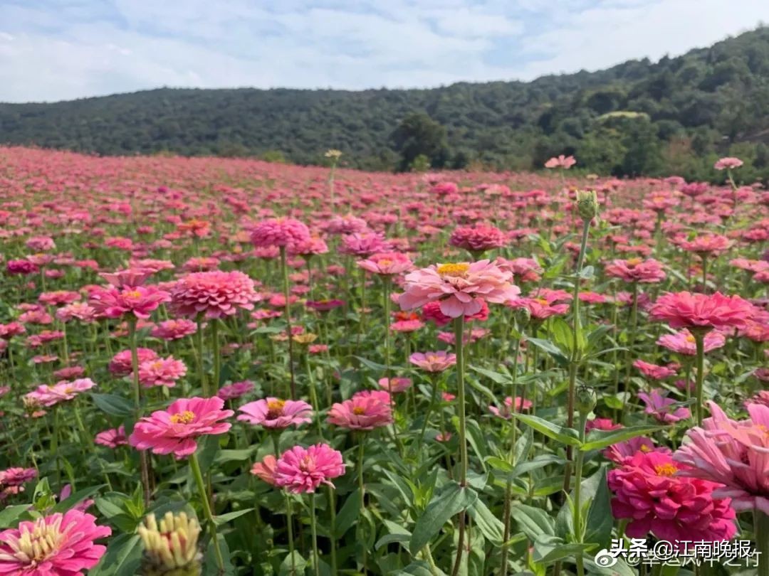 无锡哪里有粉黛乱子草,惠山古镇赏菊花