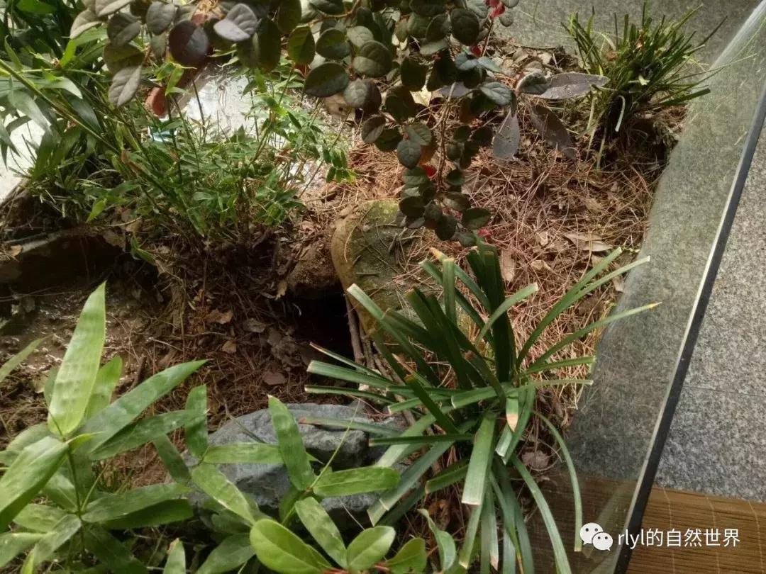 黄缘龟多大可以进环境造景,黄缘龟造景用陶粒还是火山石
