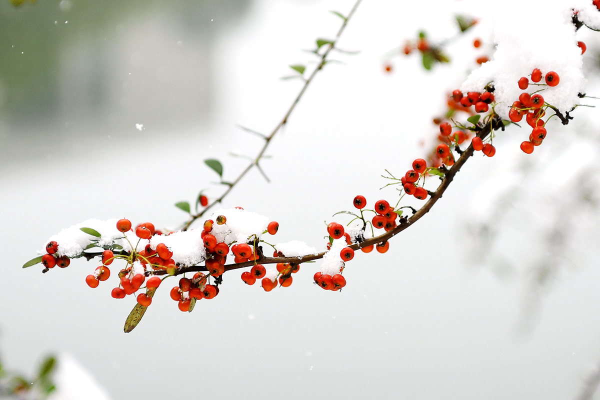 湖北武汉：雪润校园