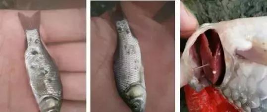 鱼孢子虫病,淡水鱼孢子虫