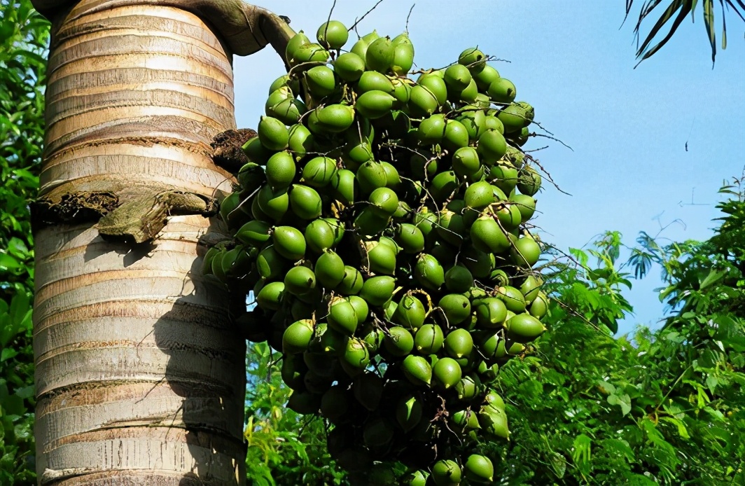 槟榔有什么作用好吃吗,槟榔都有什么作用