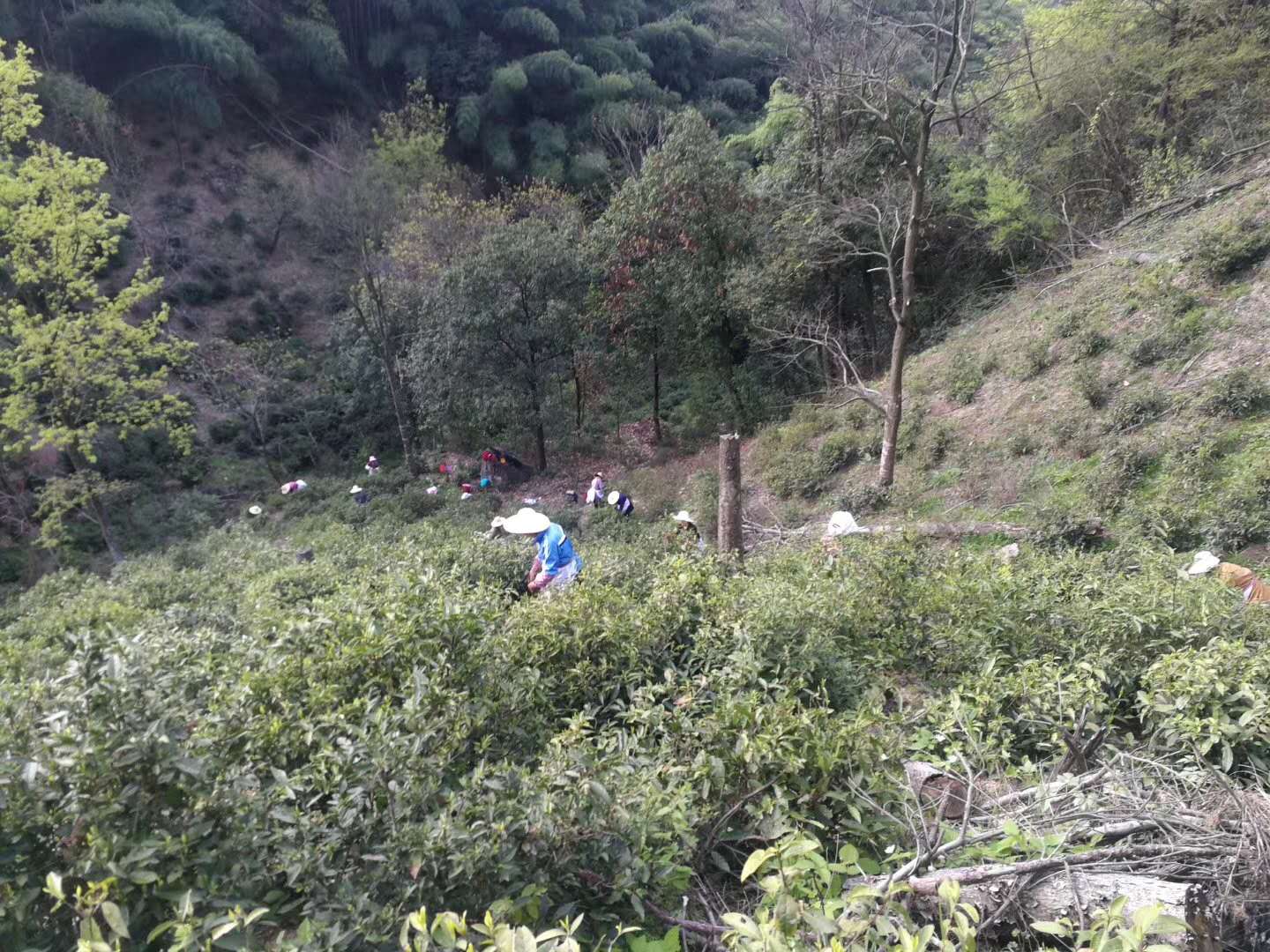 肖坑茶,是春天对爱茶人的馈赠