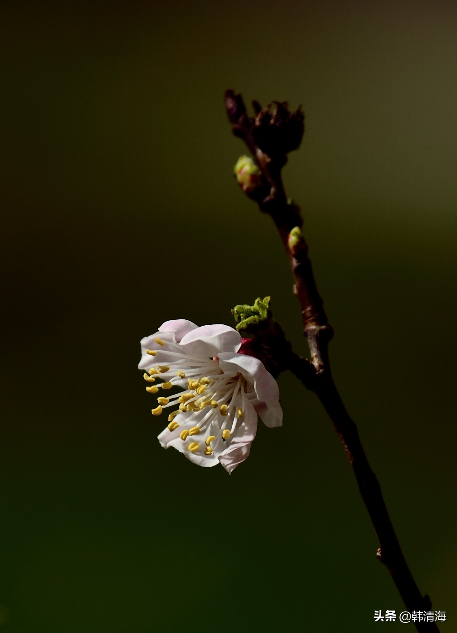 天津市南开区水畔花园新房,天津杏花什么时候开花