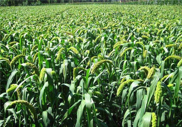 粘高粱米面做粥好吗,粘高粱米能做酒吗