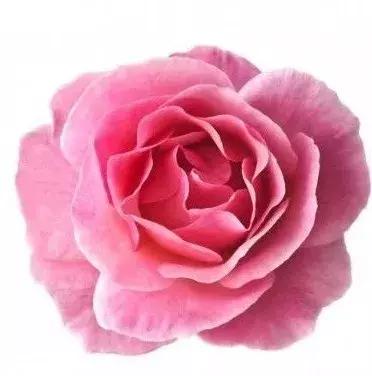 花材花语大全100种,花材清单