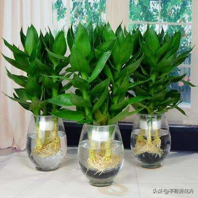 适合室内养的耐阴开花植物水培,冬天室内适合养什么绿植水培