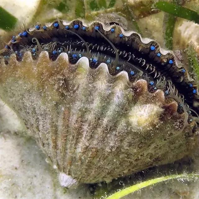 大连吃扇贝去哪吃,大连的扇贝有哪几个品种