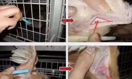 鸡白喉痘症状及治疗方案,鸡痘分为哪几种