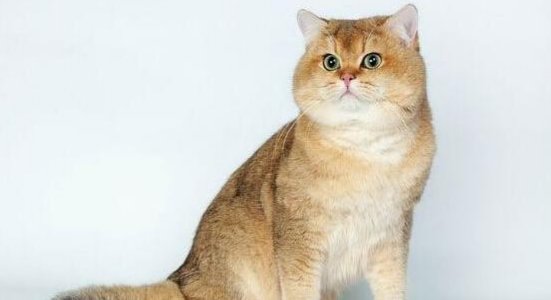 英短蓝猫最近发现毛的颜色发黄,蓝猫和什么颜色英短配出来三花