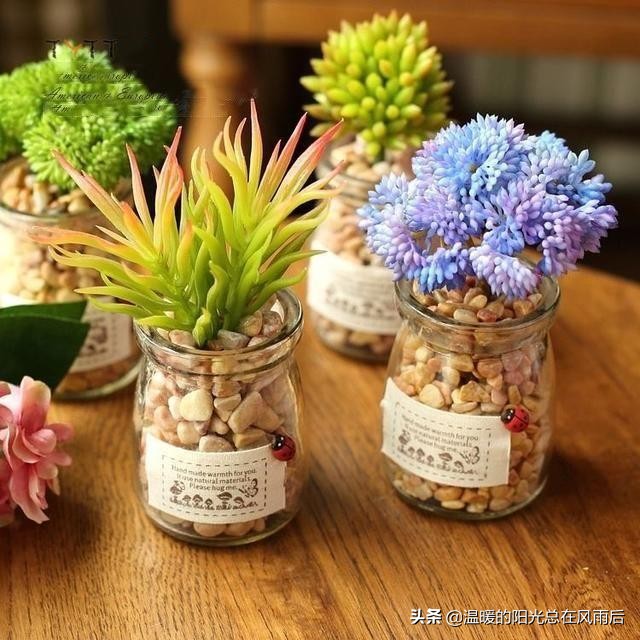 小植物该怎么养才好养活,养花新手都养不死的植物