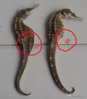 海马强肾丸厉害之处,海马搭配什么可散结清热