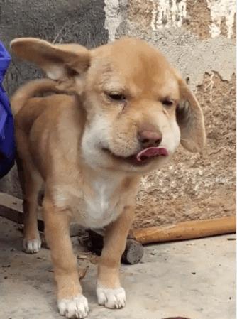 老是被蜜蜂蛰的狗狗怎么办,盘点狗狗被蜜蜂蛰的名场面