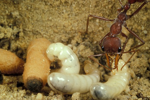 黑色带翅膀的蚂蚁咬人吗,哪些个头大的蚂蚁会咬人