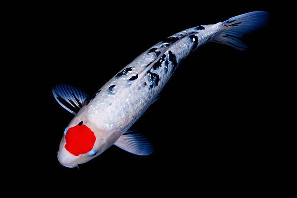 新手入门养锦鲤如何防止生病,新手养锦鲤需要注意什么