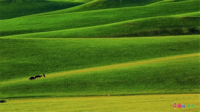 “草原诗人”冰风:不愿再看到“两匹马,在草原的网围栏两侧徘徊”