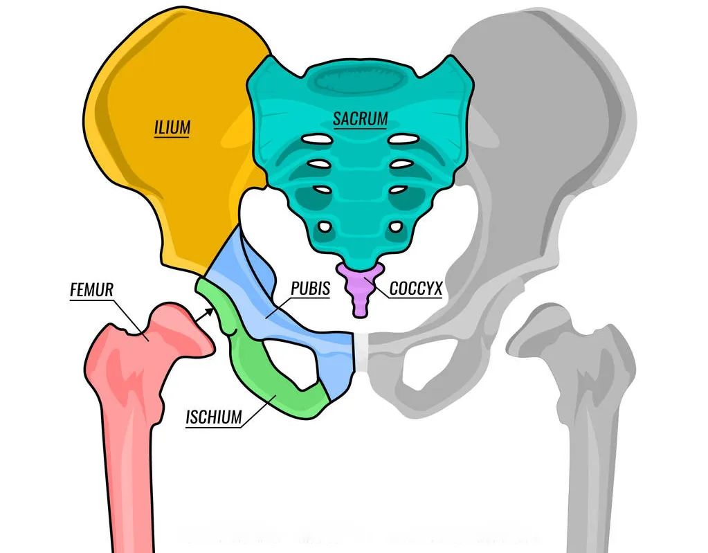 股骨头坏死需要怎么样确诊,怎样确诊为股骨头坏死