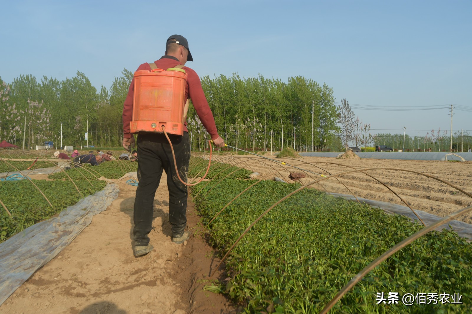 种红薯苗卖能挣钱吗,农民种植养殖年挣20万