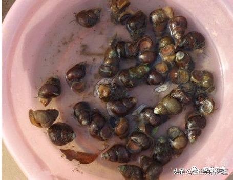 野钓青鱼黑漂空杆怎么选,如何挂脆螺钓青鱼才不空竿