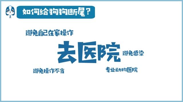 为什么有的狗狗没有尾巴,为啥狗狗没尾巴