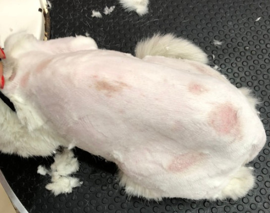 猫奶癣和猫癣分辨,奶藓和猫藓的区别有哪些