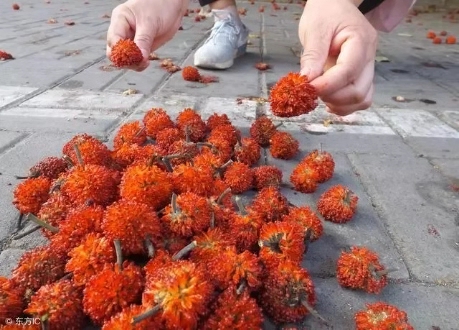 农村常见树木，白色汁液让人嫌弃，果实像“灯笼”，可用来治藓