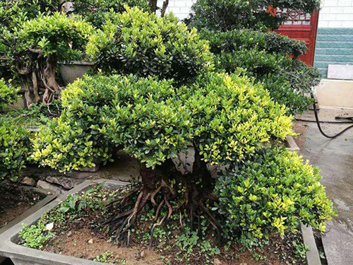 蚊母盆景几月修剪,三峡蚊母盆景修剪图解