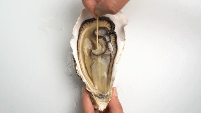 乳山生蚝科普,生蚝冷知识图片