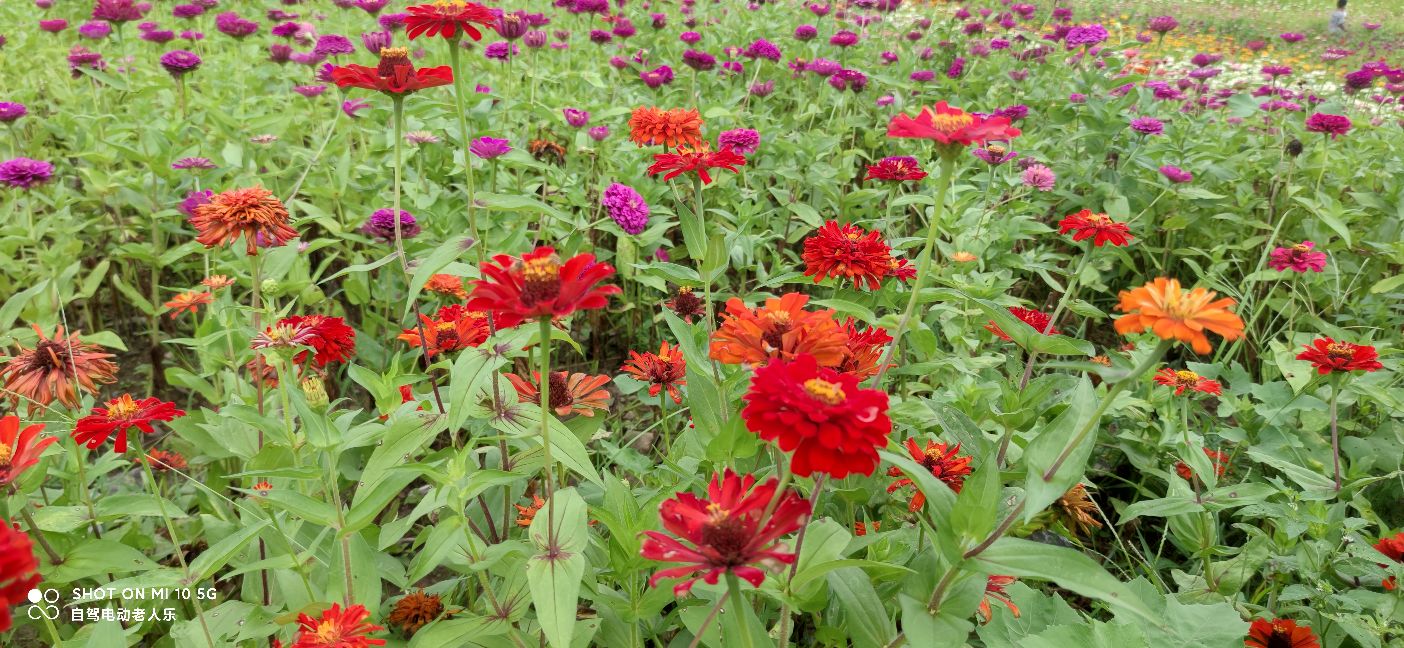 贵州麻江百日菊花海盛开,三都产蛋岩景区