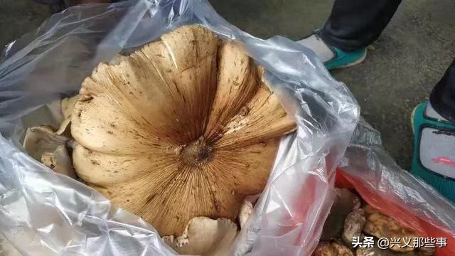 贵州仓更板栗基地地址,贵州板栗在哪里