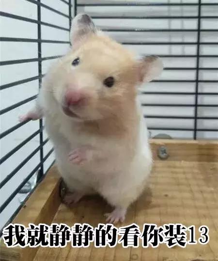 仓鼠的种类习性详细介绍,仓鼠有哪些亚种种类