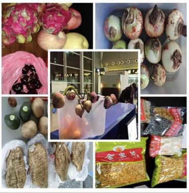 旅客带72斤新鲜水果入境被查,两名中国人在泰国旅游被劫走