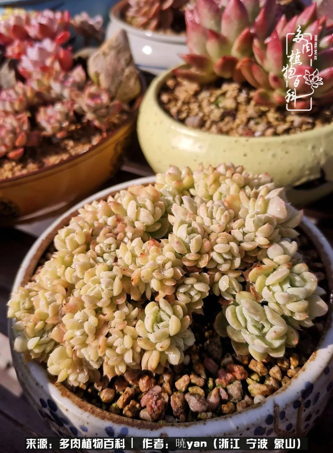 多肉初级入坑者,入坑多肉