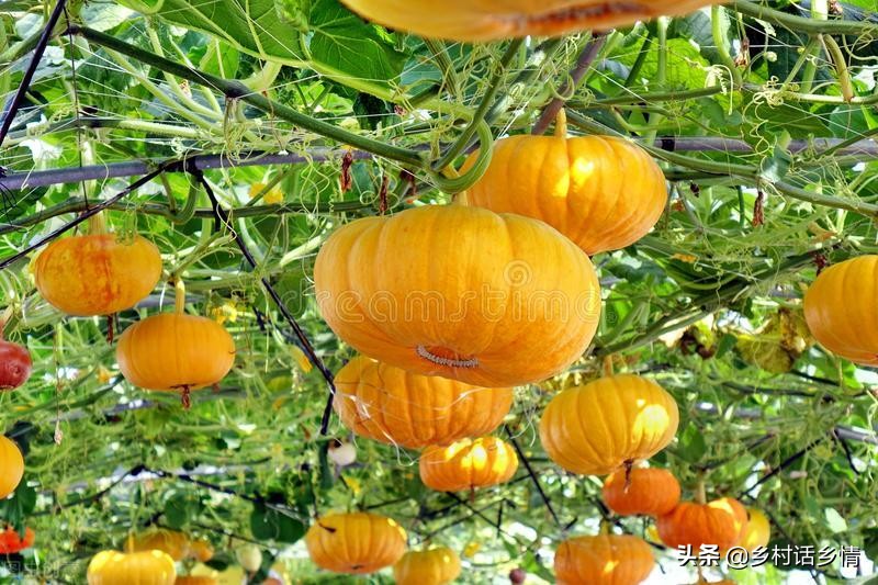 西瓜甜瓜种植技术大全,种南瓜香瓜怎样高产