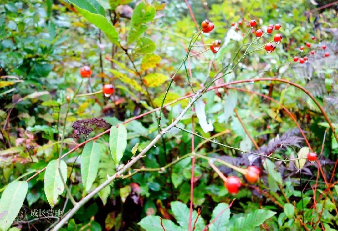 保护朱鹮,朱鹮自然保护区有利条件