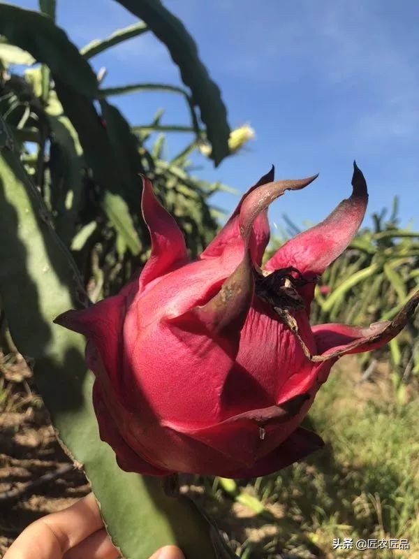 你不知道火龙果的小知识,火龙果的秘密揭秘