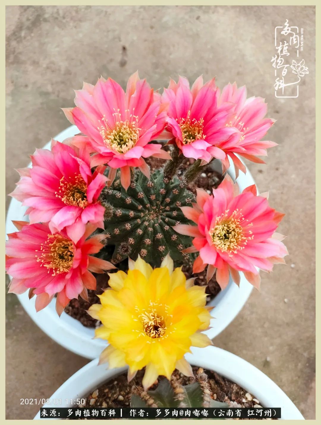 这个春天我们一起去赏花,这个季节我们一起去看花