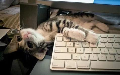 猫咪傲娇，为什么那么多人养？喜欢猫的18个理由，每个都无法反驳