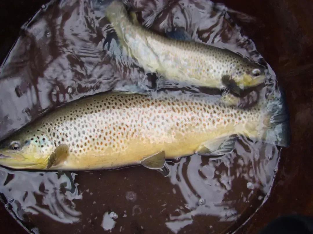 名贵的六种鱼你吃过几种,20种名贵海鱼