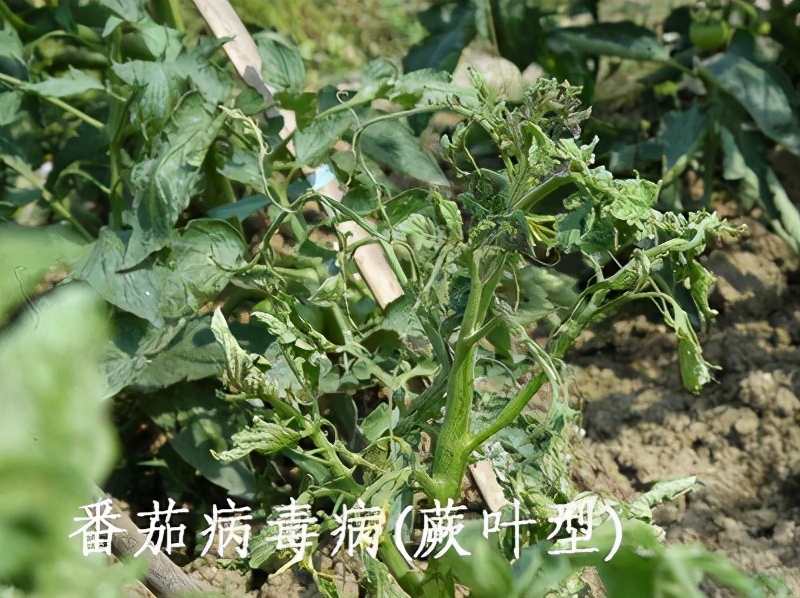 万稼能银离子,万稼能杀菌剂是治疗还是防治