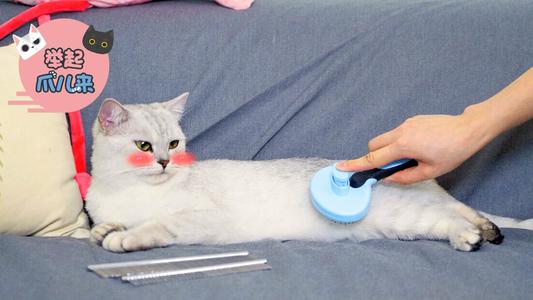 猫咪掉毛铲屎官怎么办,怎样解决猫咪掉毛非常严重的情况