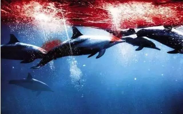 每个生命都值得被虐待,任何生命都不该被虐待