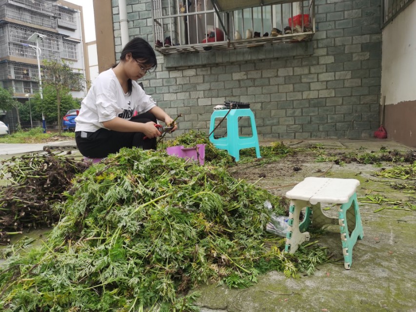 从川芎调研读生活