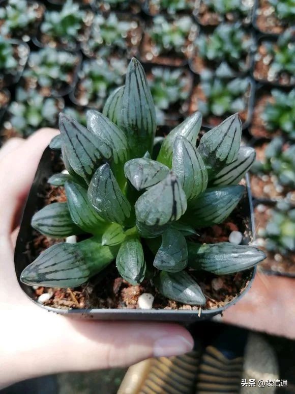 养花热门小常识大全,养花的几个小常识视频