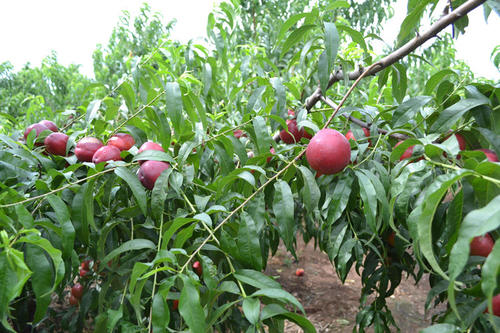 下雨天油桃怎么防止褐腐病,油桃有褐腐病怎么治疗