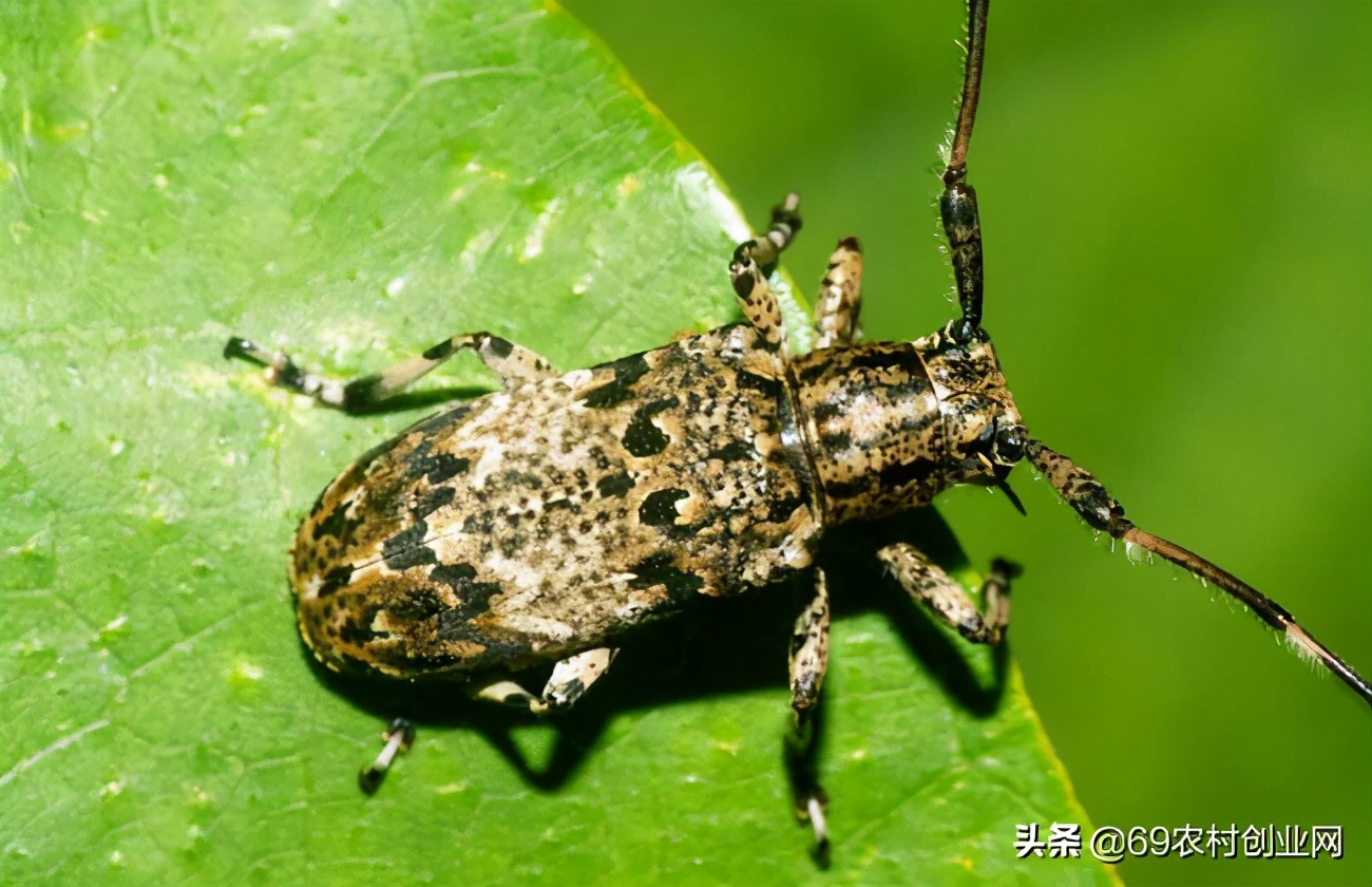 蟋蟀和昆虫,结合昆虫记说一说蟋蟀的特点
