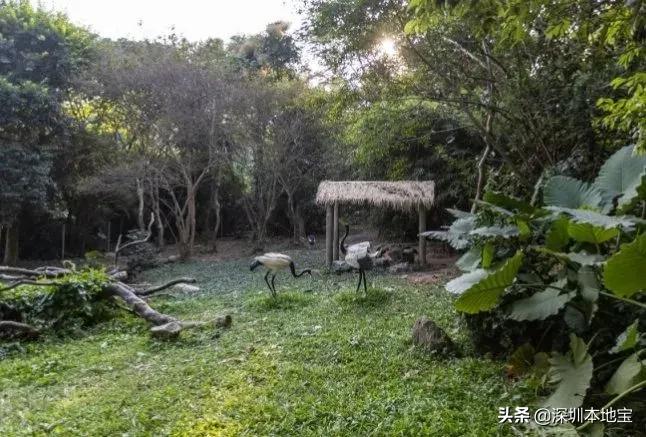 晚上去哪玩？深圳景点夜场活动不少！门票还有优惠