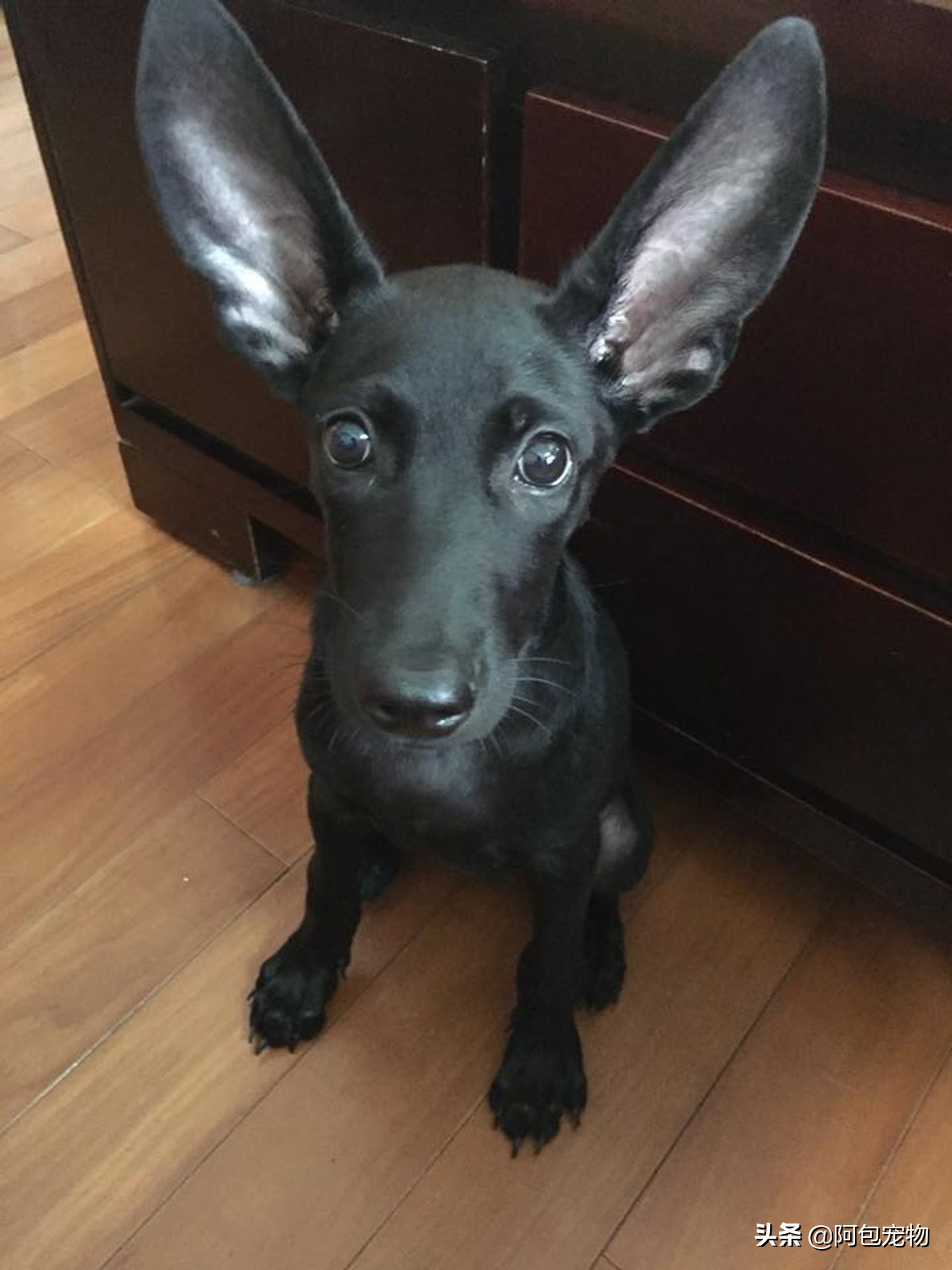 「垂耳狗注意」狗狗耳朵易感染7个方法教你预防