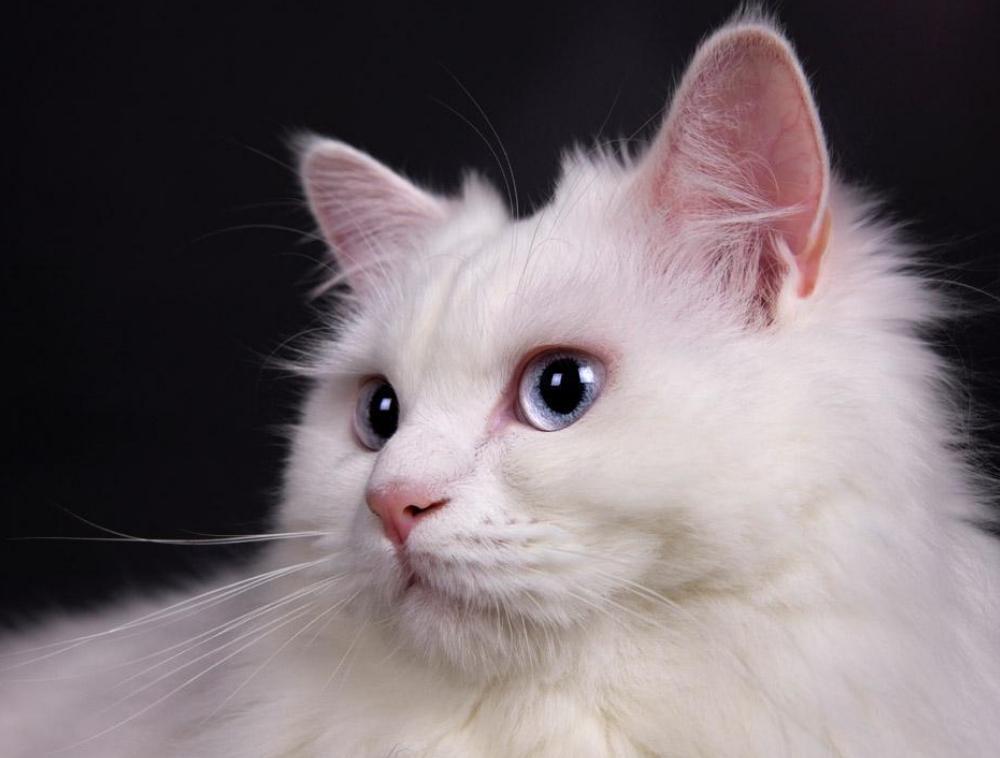 国产十大毒粮猫粮,真正好的国产猫粮有哪些