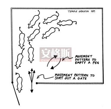 牛的行为与精细饲养管理技术指南,牛的行为学